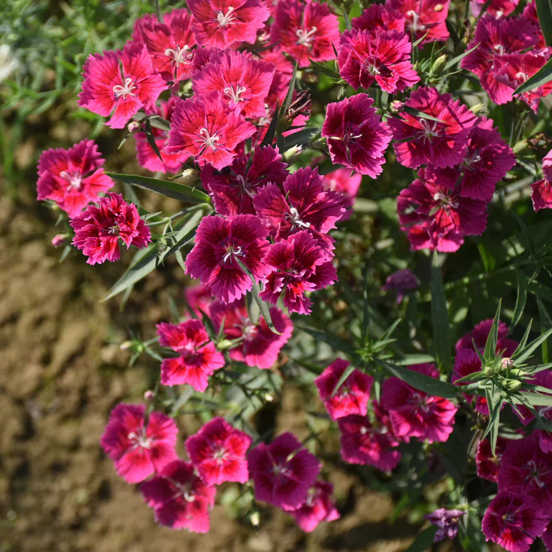 A Beginner's Guide to Edible Flowers