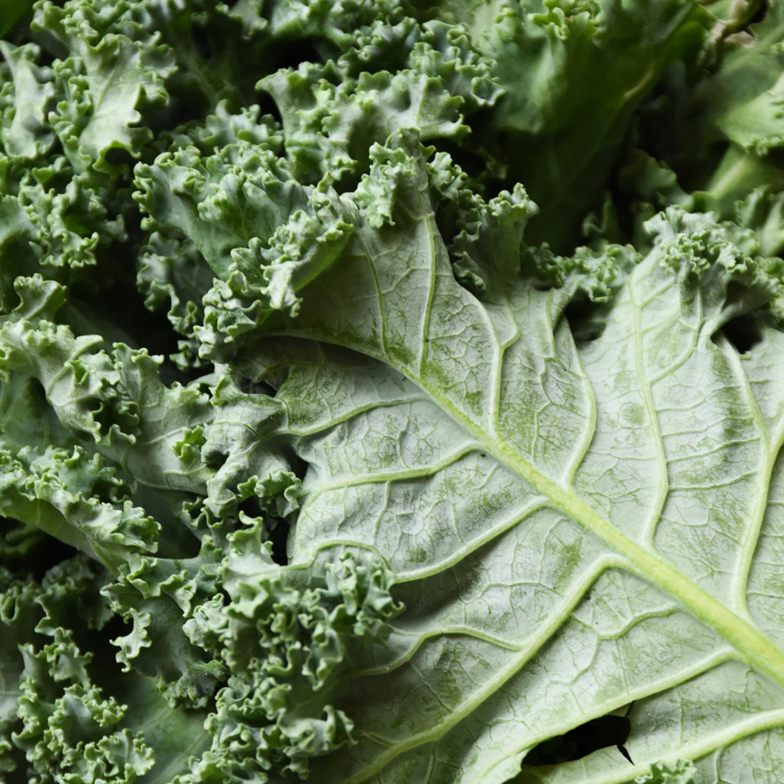 Why Your Salad Wilts (And How to Keep Greens Fresh Longer)