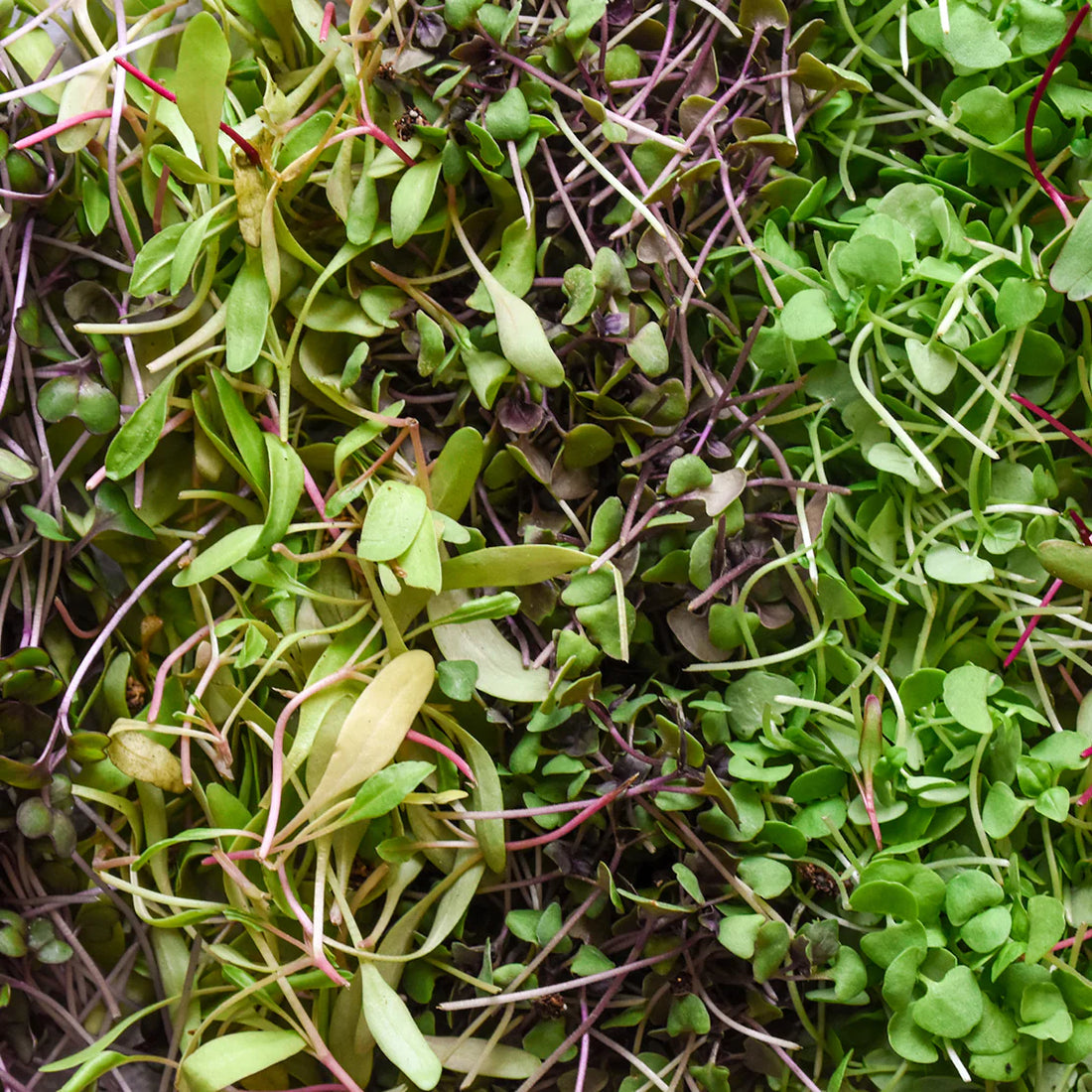 Microgreens: What They Are and Why Chefs Love Them