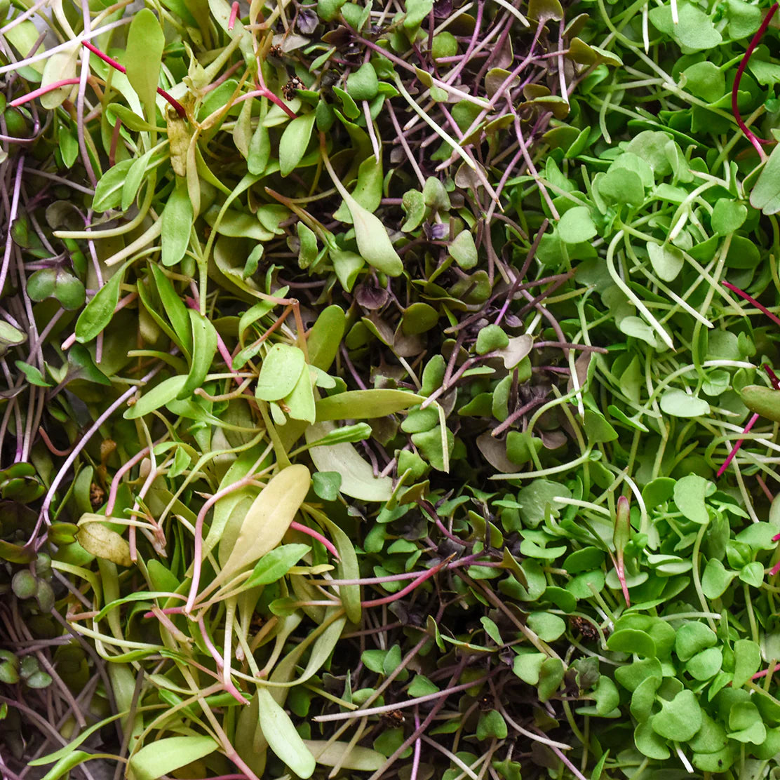 Microgreens: What They Are and Why Chefs Love Them