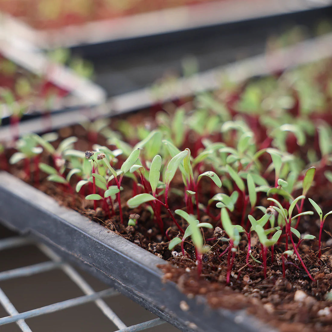 The Difference Between Sprouts, Microgreens, and Baby Greens