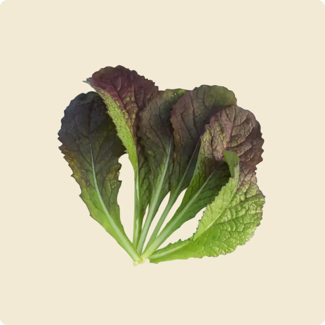 Baby Red Japanese Mustard