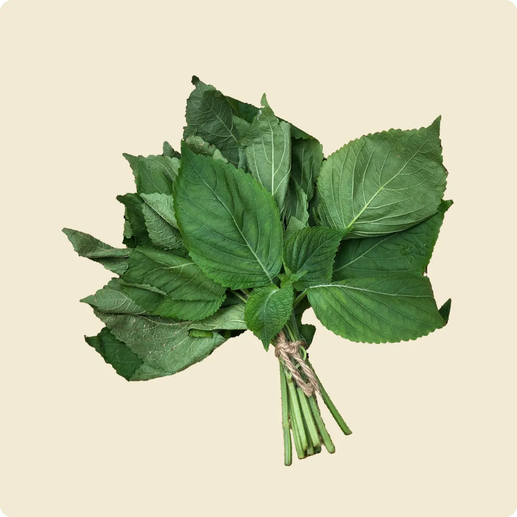 Baby Shisho Leaves