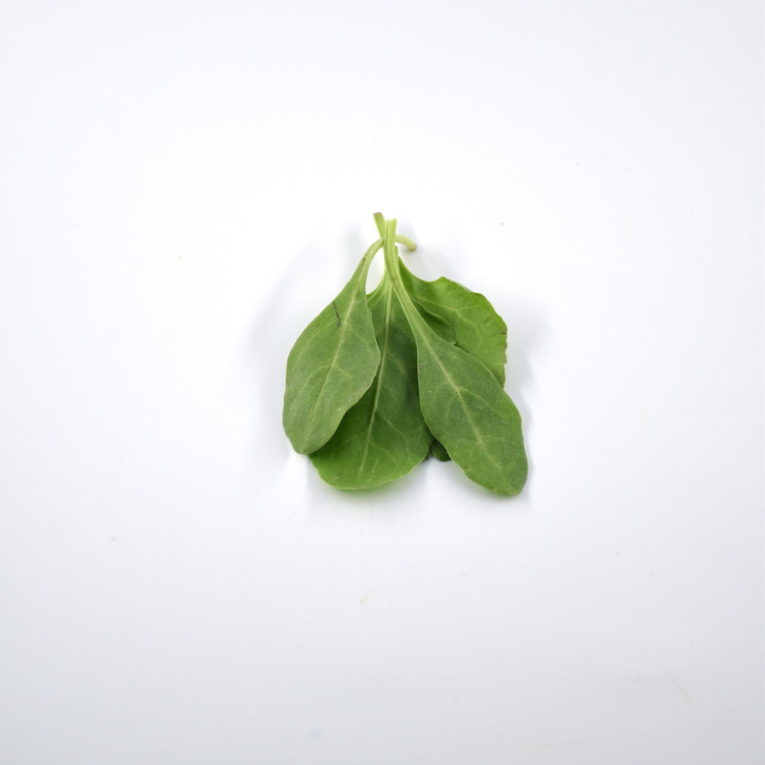 Baby Spinach