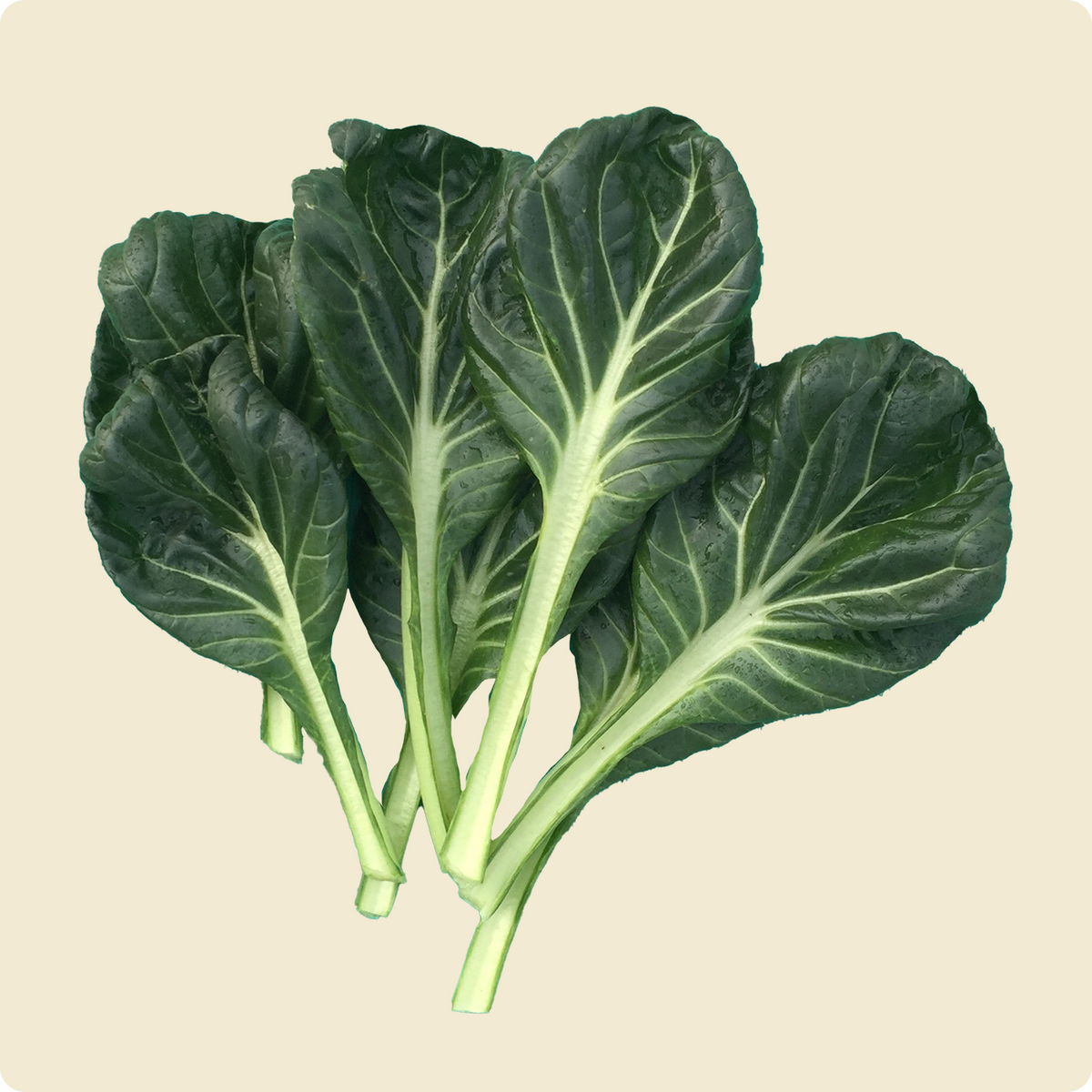 Baby Tatsoi