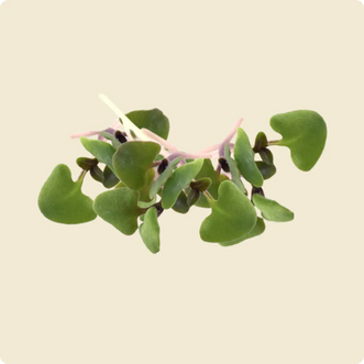 Basil Microgreen