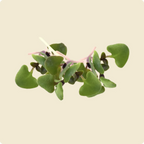 Basil Microgreen