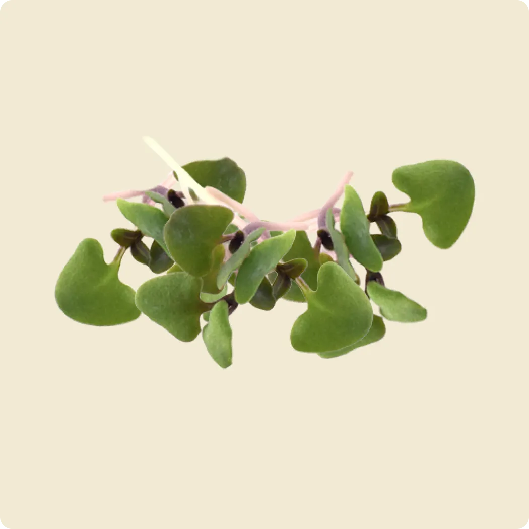 Basil Microgreen