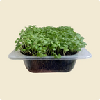 Basil Microgreen Live