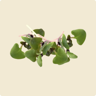 Basil Microgreen