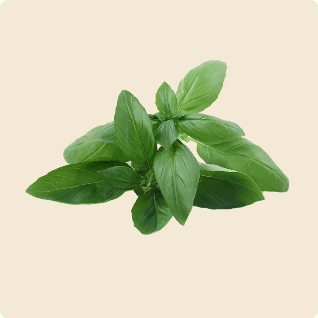 Basil (Italian)