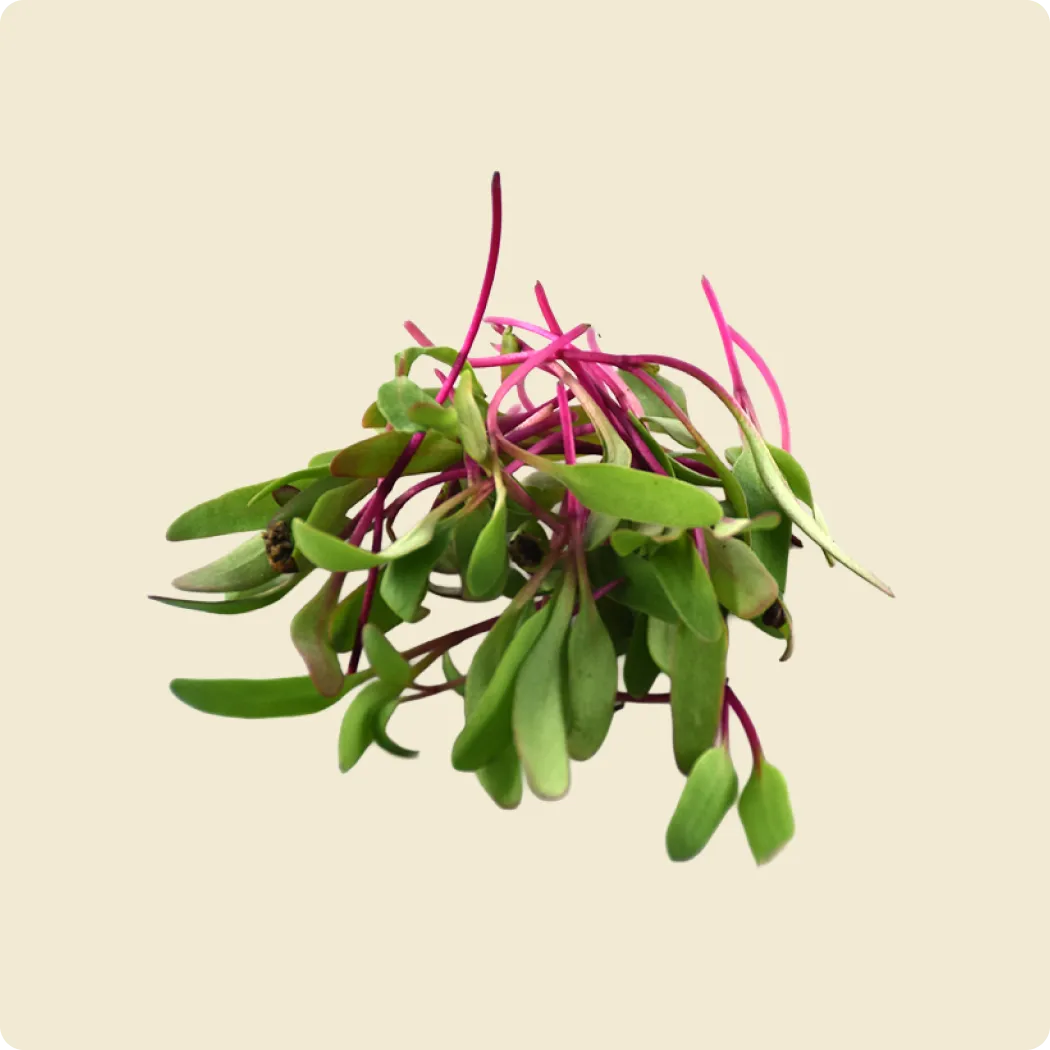 Beetroot Microgreen