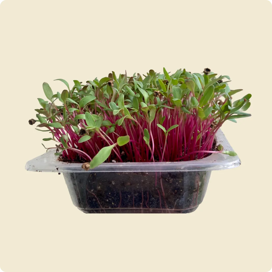 Beetroot Microgreen Live