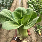 Bok Choy