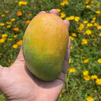Gir Kesar Mango