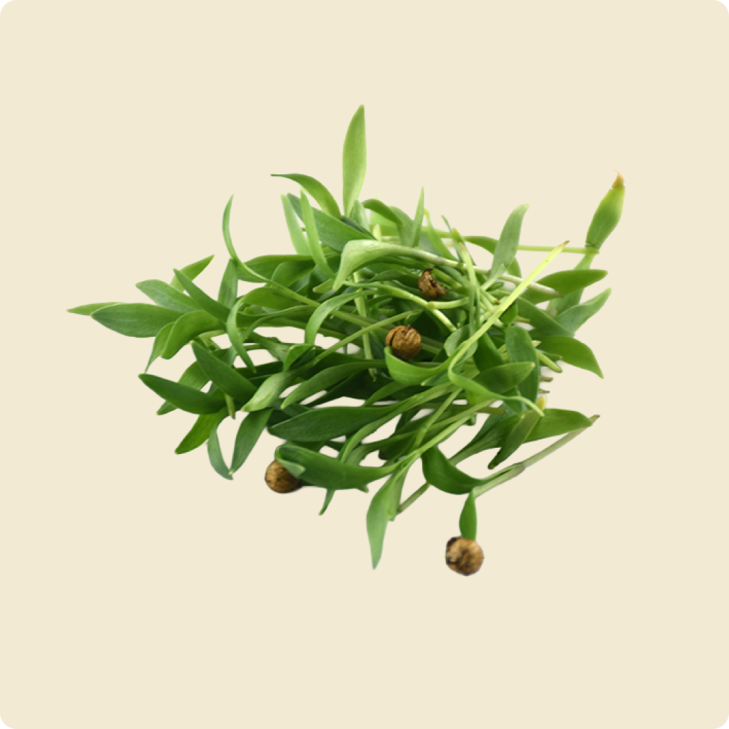 Coriander Microgreen