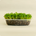 Coriander Microgreen Live