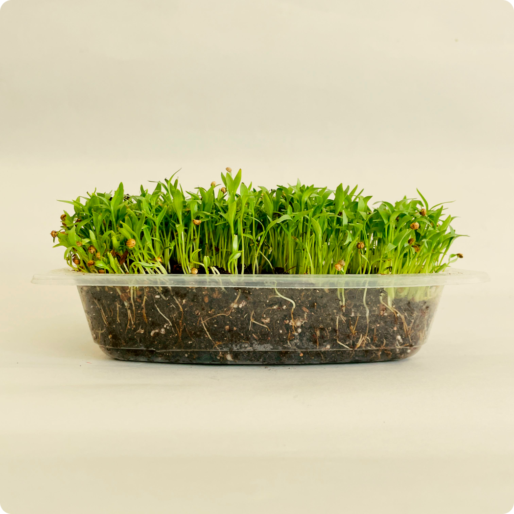 Coriander Microgreen Live