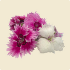Dianthus Flower