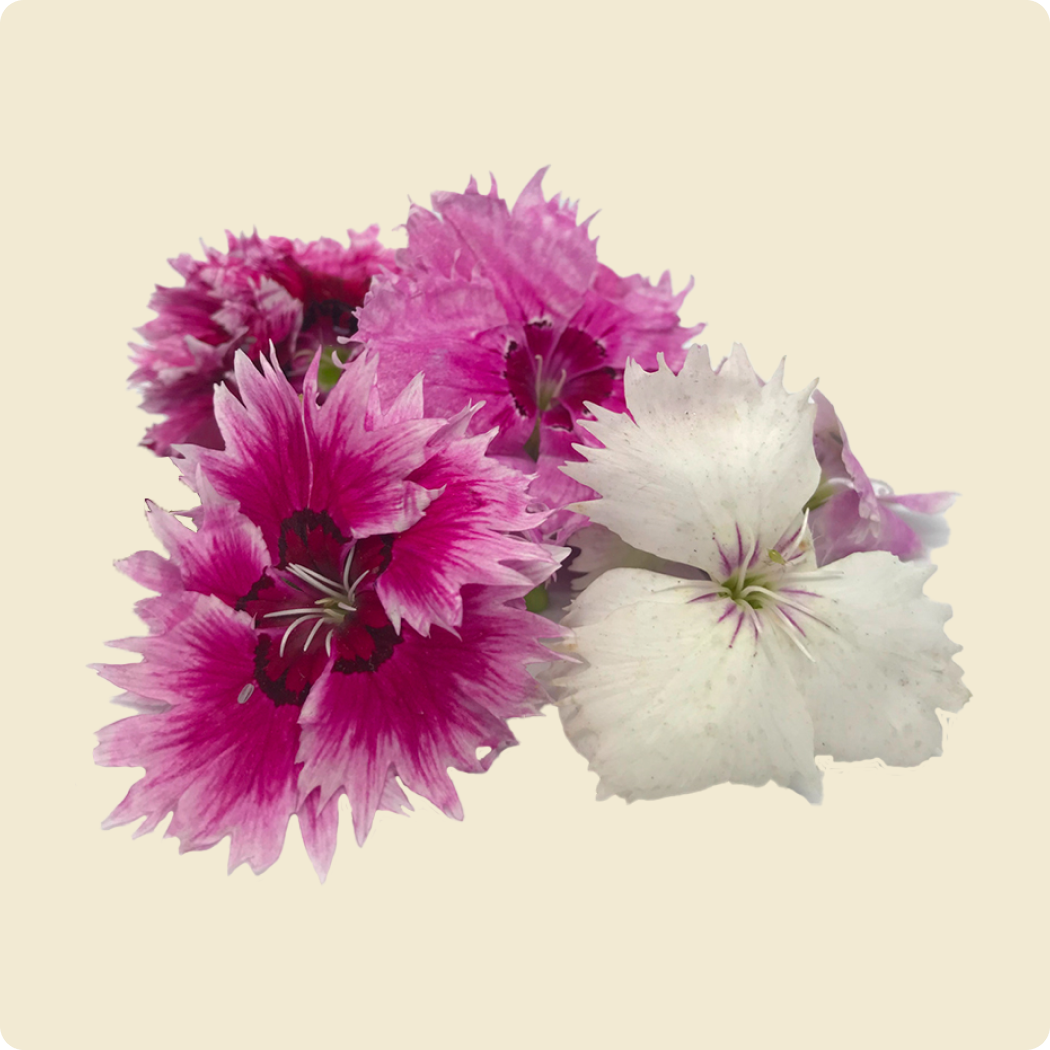 Dianthus Flower