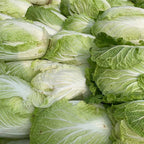 Cabbage (Chinese)