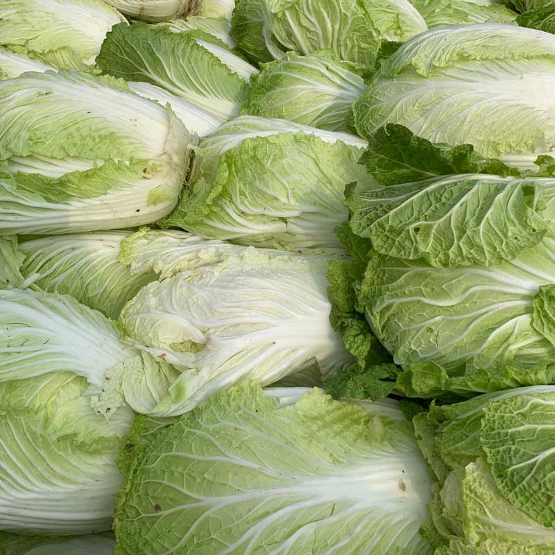 Cabbage (Chinese)