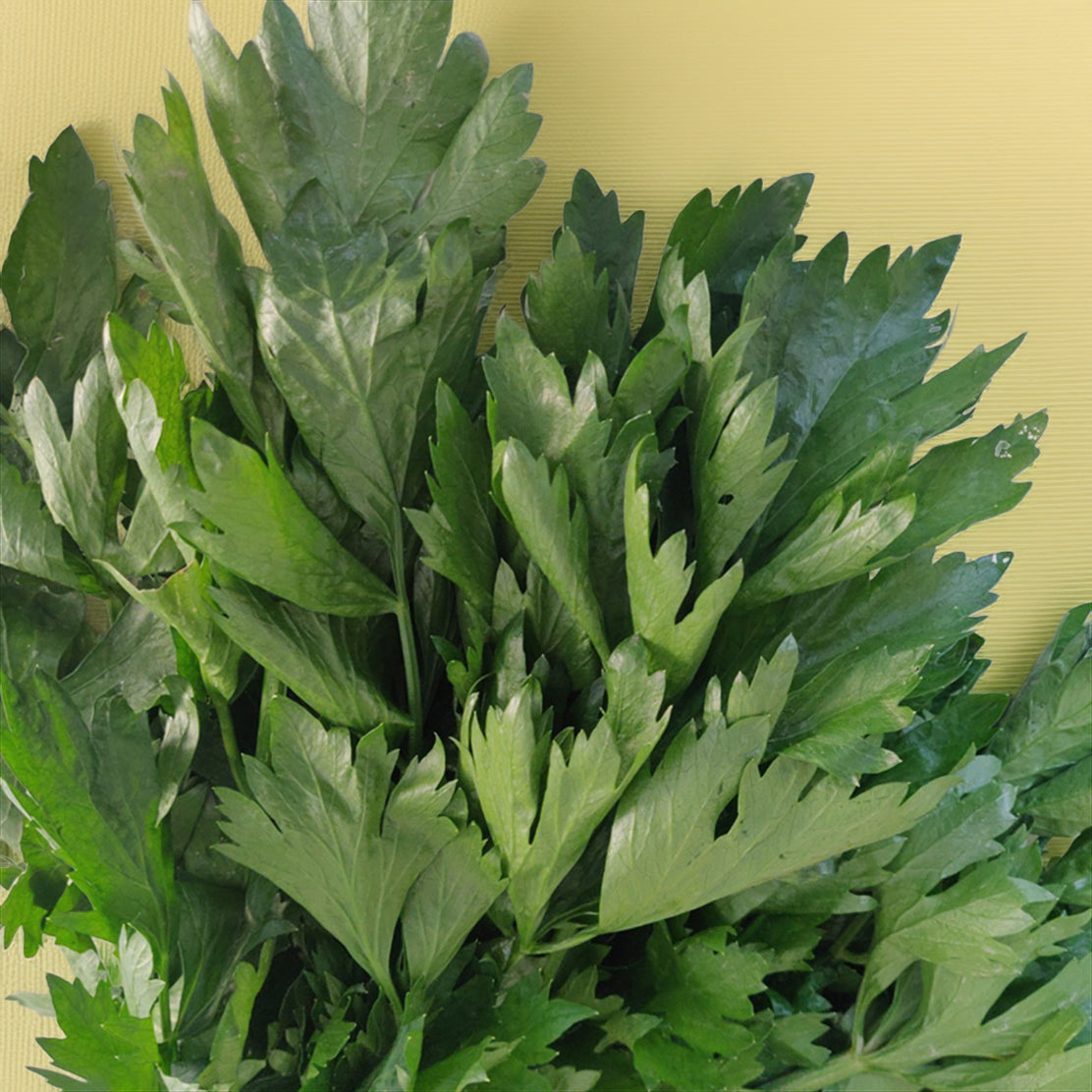 Parsley (Flat)