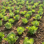 Cabbage (Chinese)