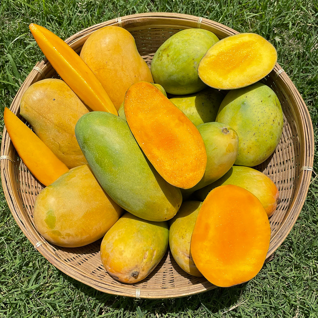 Mango (Malihabad Dasheri)