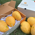 Golden Safeda Mango