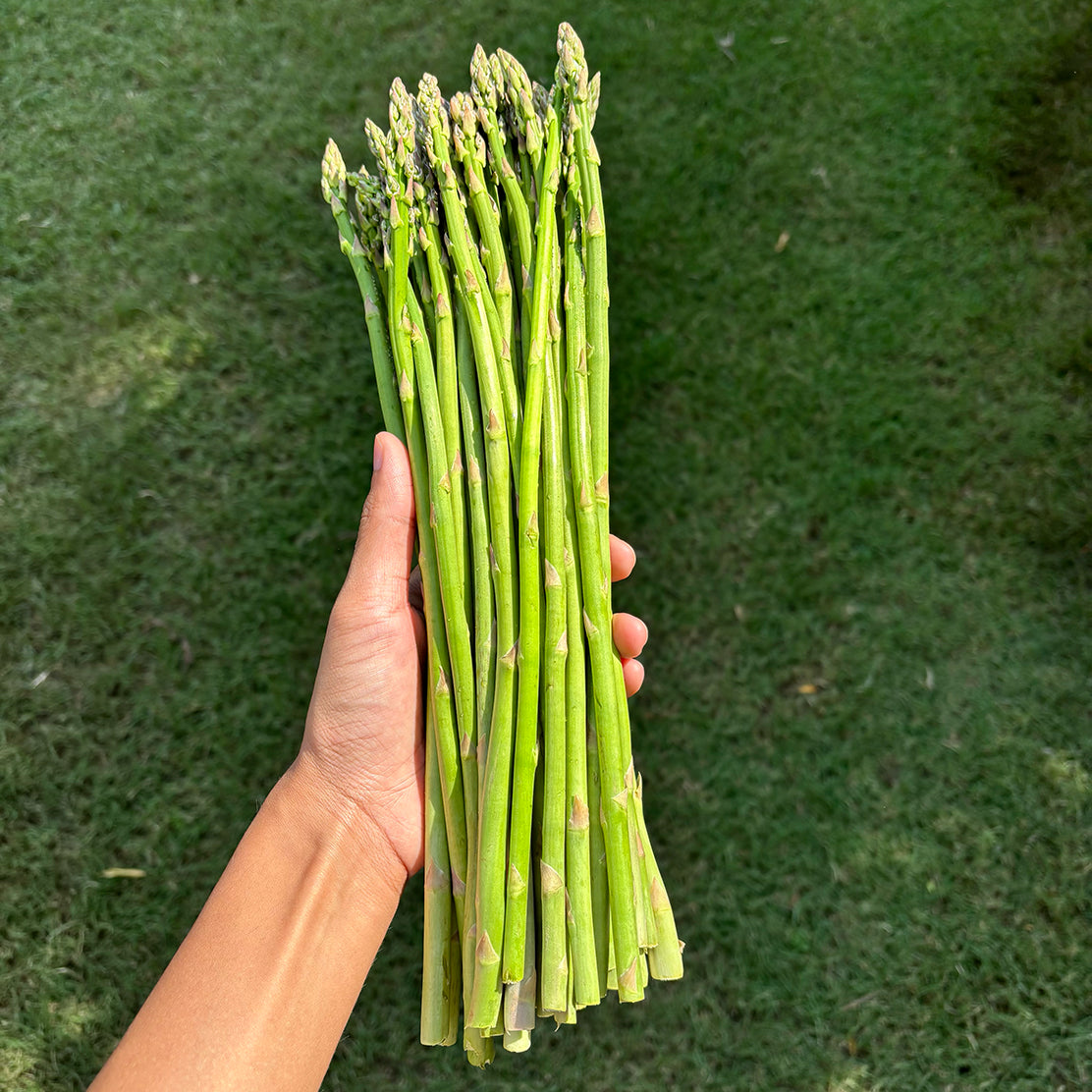 Himachal Pencil Asparagus