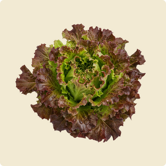 Lettuce (Black Rose)