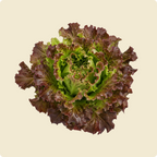 Lettuce (Black Rose)