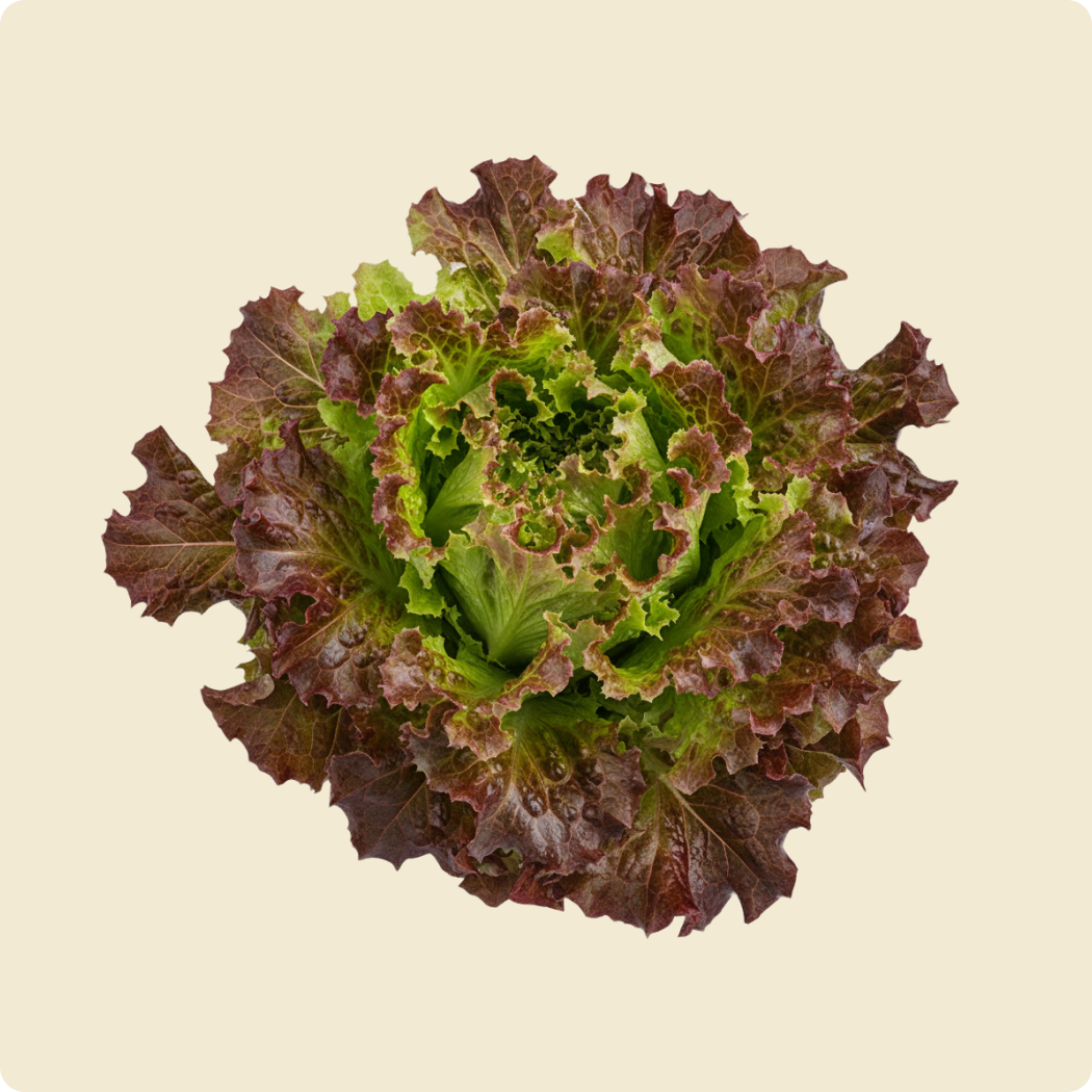 Lettuce (Black Rose)