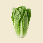 Lettuce (Romaine)