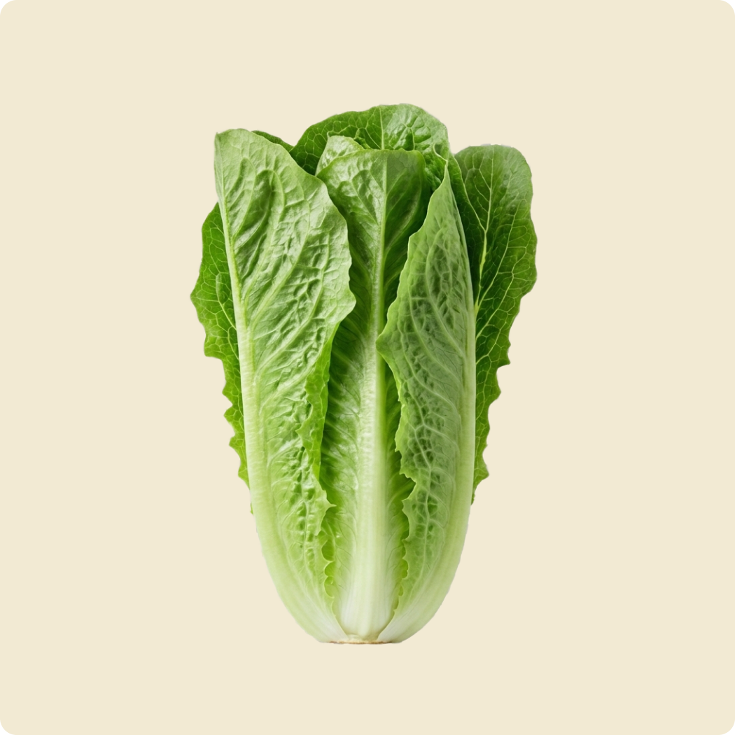 Lettuce (Romaine)