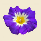 Morning Glory