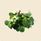 Mustard Microgreen