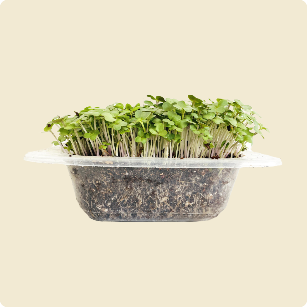 Mustard Microgreen Live