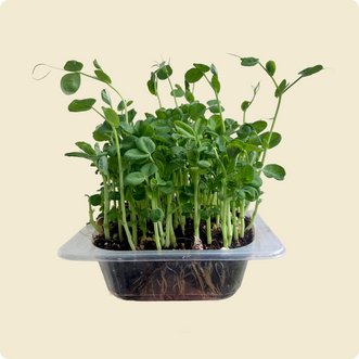Peashoot Microgreen Live