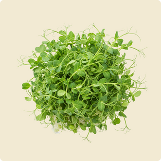 Peashoot Microgreen