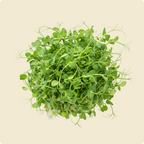 Peashoot Microgreen