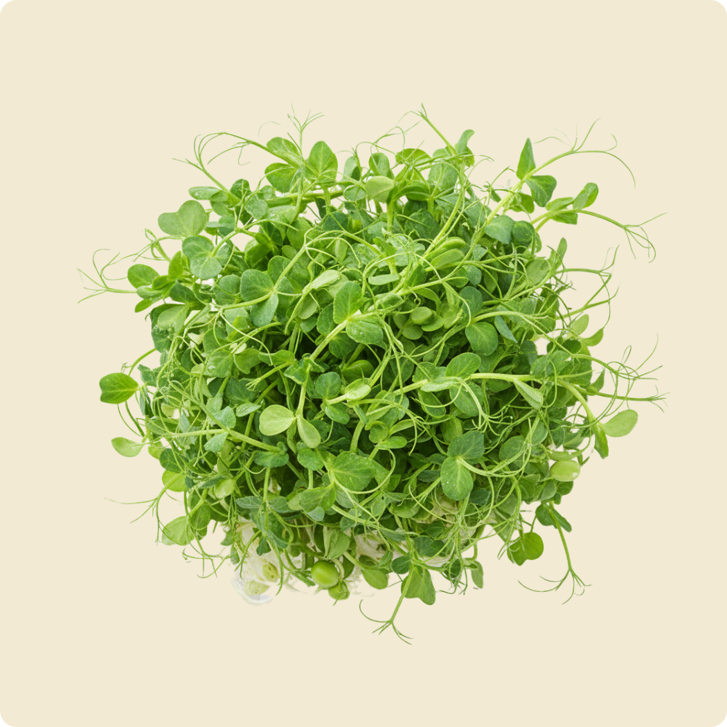 Peashoot Microgreen