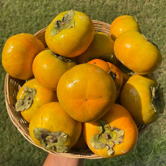 Persimmon (Himachal)