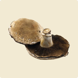 Portobello Mushroom
