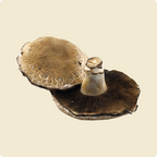 Portobello Mushroom