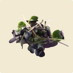 Purple Radish Microgreen