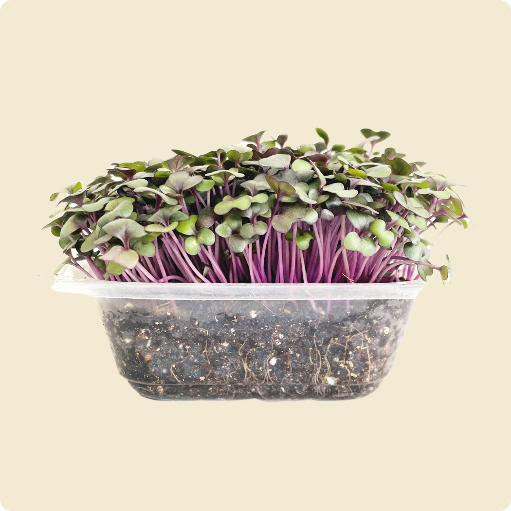 Purple Radish Microgreen Live