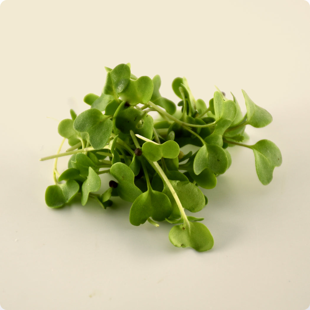 Radish Microgreen