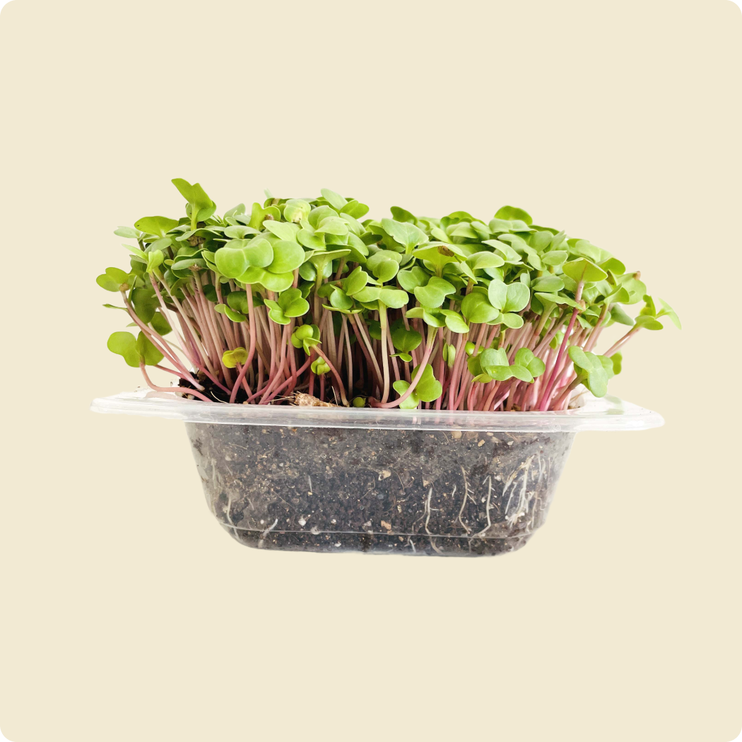 Radish Microgreen Live